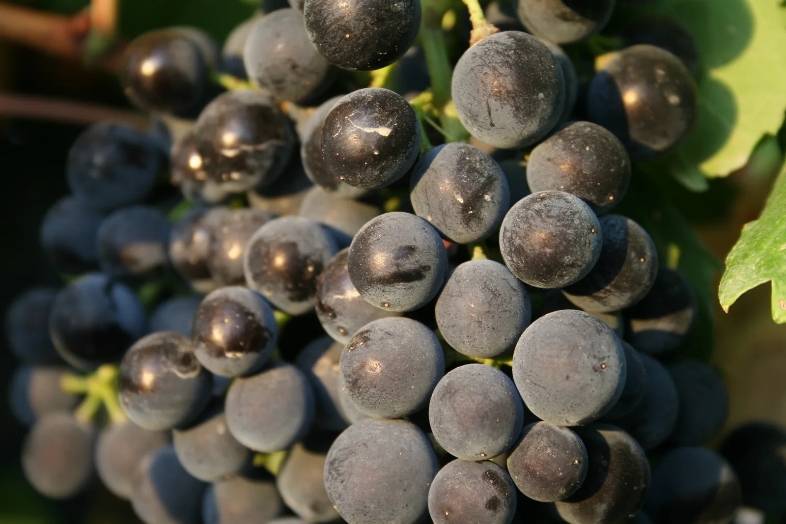 Wine grapes ripening on the vine